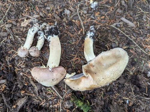 Riesenträuschling — Bild 2