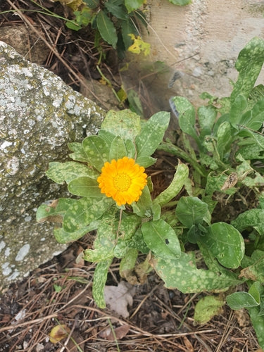 Ringelblume — Bild 3