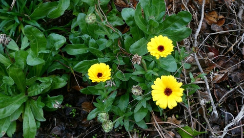 Ringelblume — Bild 5
