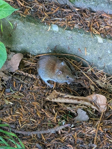 Rötelmaus — Bild 3 von 50