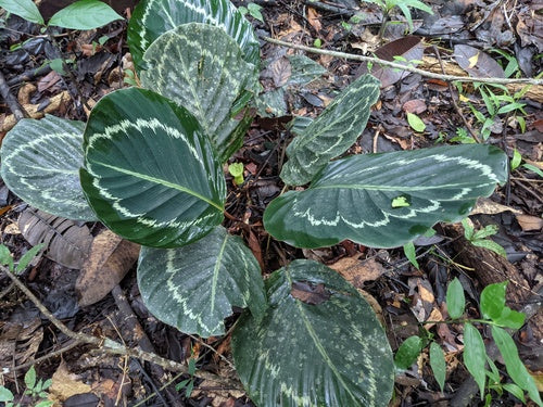 Rosagezeichnete Korbmarante — Bild 1