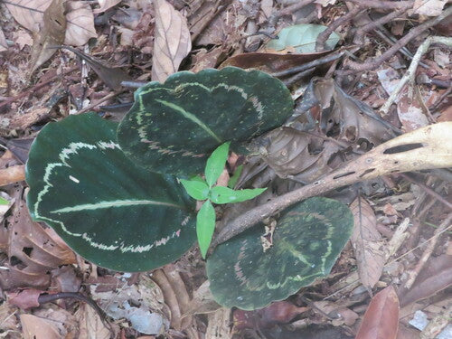 Rosagezeichnete Korbmarante — Bild 5