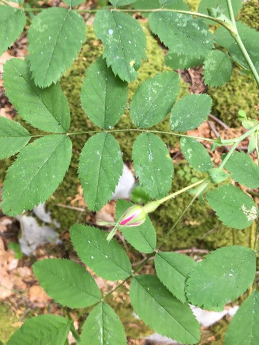 Rosen — Bild 5