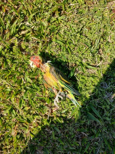 Rosenköpfchen — Bild 3
