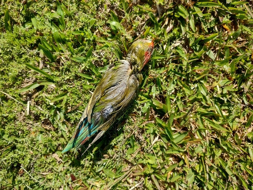 Rosenköpfchen — Bild 2