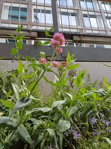 Rote Spornblume — Bild 3