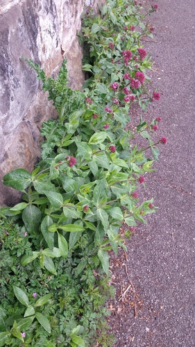 Rote Spornblume — Bild 5