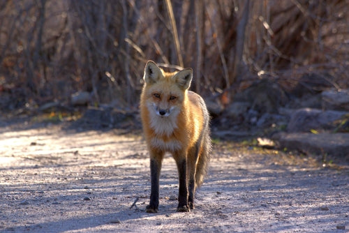 Rotfuchs — Bild 5