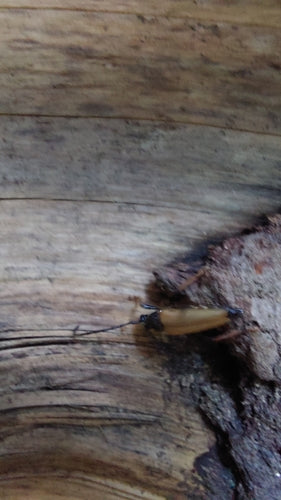Rothalsbock — Bild 5