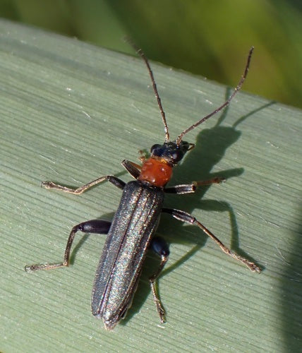 Rothalsiger Scheinbockkäfer — Bild 4
