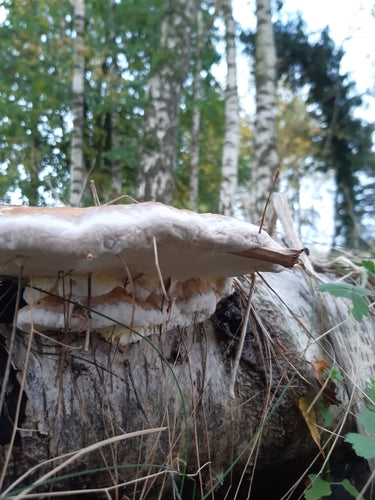 Rotrandiger Baumschwamm — Bild 4