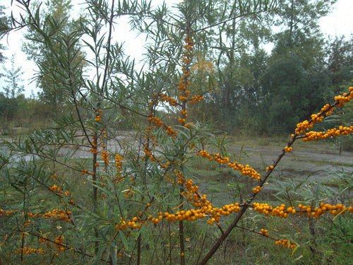 Sanddorn — Bild 3