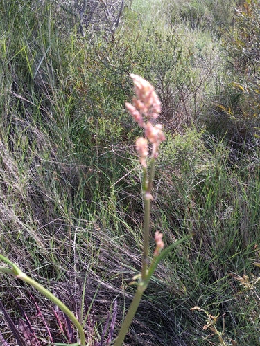 Sauerampfer — Bild 5