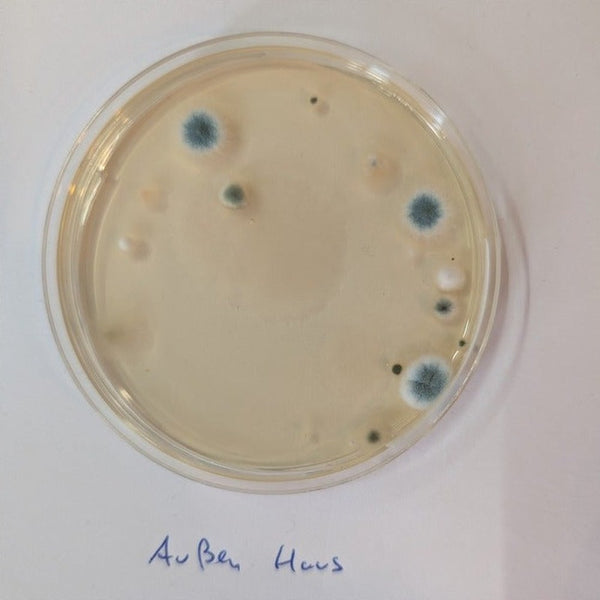 Petrischale Außenluft-Referenz nach Raumlufttest