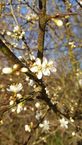 Schlehen — Bild 2