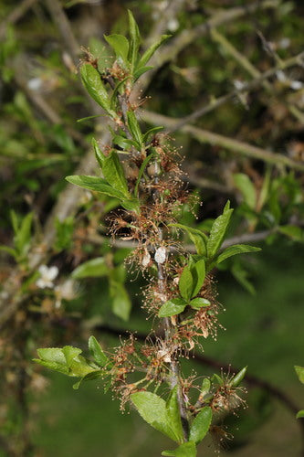 Schlehen — Bild 3