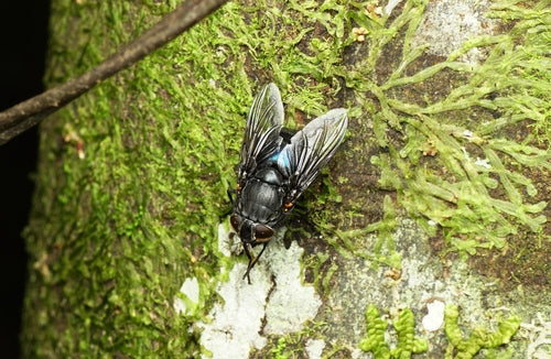 Schmeißfliege — Bild 5