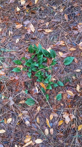Schnake — Bild 4