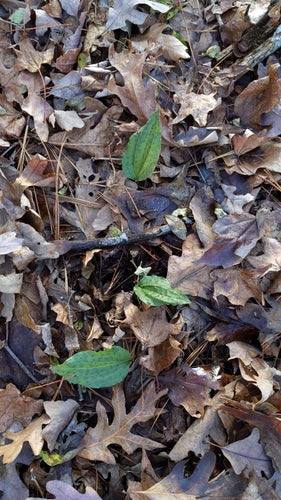Schnake — Bild 5