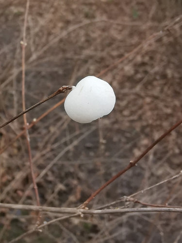 Schneebeere — Bild 5