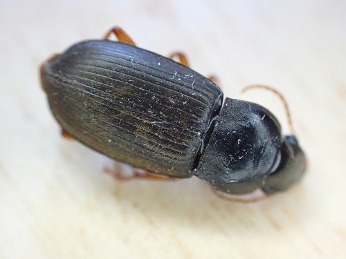 Schnellläufer Käfer — Bild 3