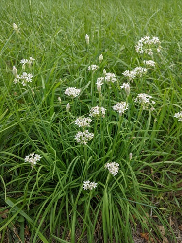Schnittknoblauch — Bild 4