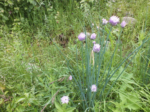 Schnittlauch — Bild 5