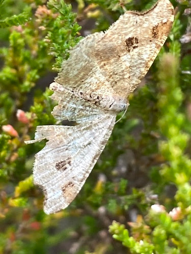 Schwärzepilze — Bild 5