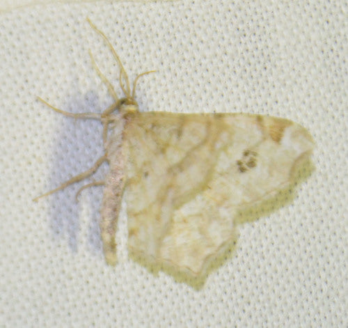 Schwärzepilze — Bild 4