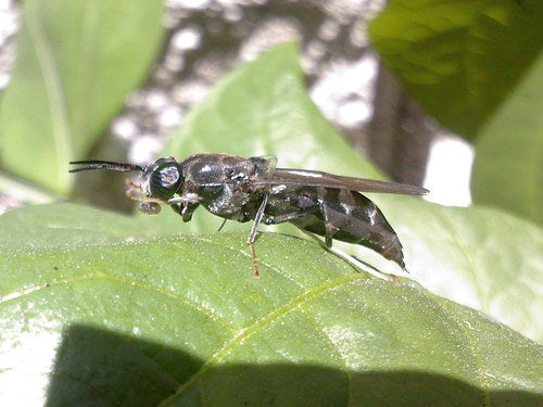 Schwarze Soldatenfliege — Bild 3