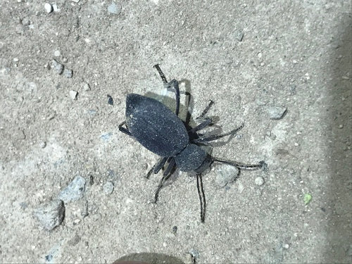 Schwarzkäfer — Bild 3