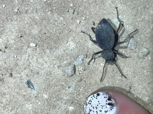 Schwarzkäfer — Bild 2