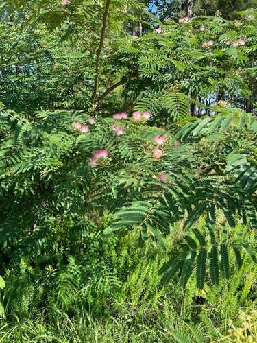 Seidenbaum — Bild 3