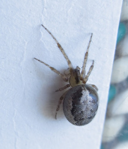 Sektorspinne — Bild 5