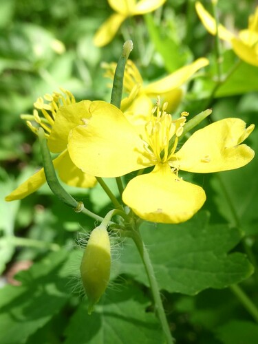 Siebenschläfer — Bild 3