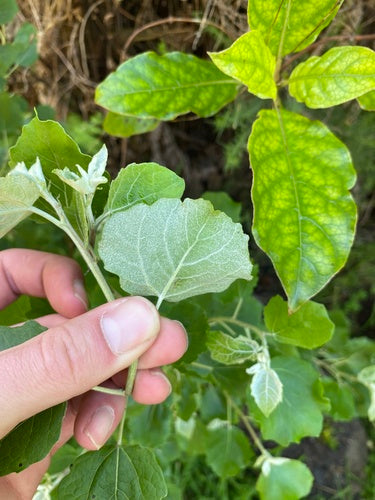 Silberpappel — Bild 3