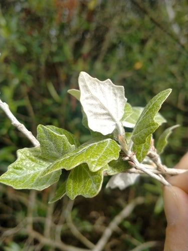 Silberpappel — Bild 1