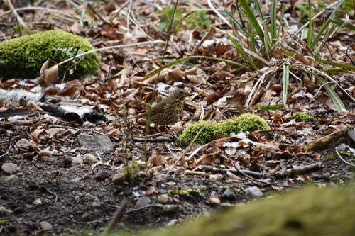Singdrossel — Bild 2