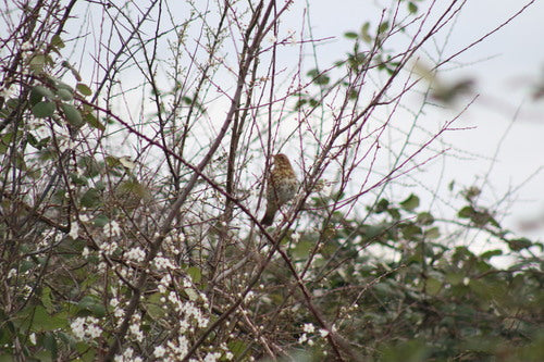 Singdrossel — Bild 4