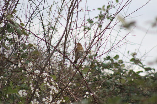 Singdrossel — Bild 3