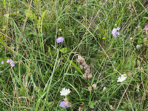 Skabiose — Bild 2