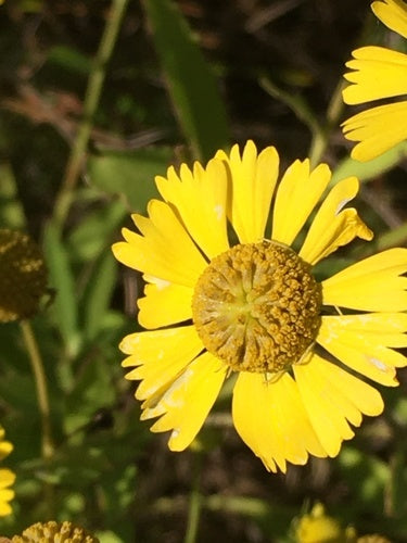 Sonnenbraut — Bild 2