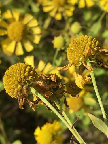 Sonnenbraut — Bild 1