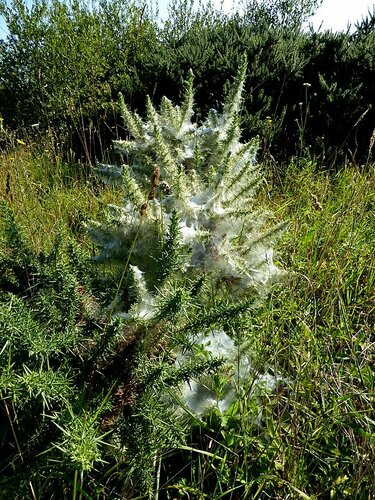 Spinnmilben — Bild 5
