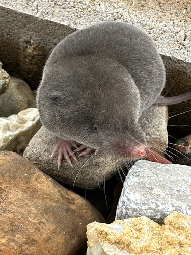 Spitzmäuse — Bild 4