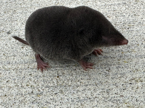 Spitzmäuse — Bild 5