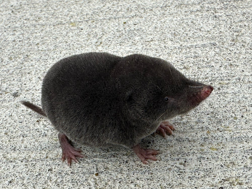 Spitzmäuse — Bild 3