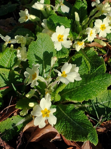 Stängellose Schlüsselblume — Bild 3