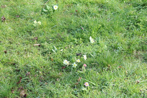 Stängellose Schlüsselblume — Bild 5