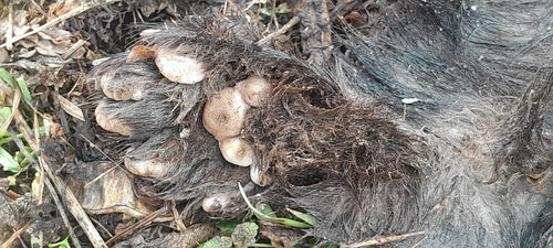 Steinmarder — Bild 4